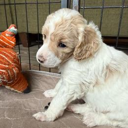 Bunny - Parti female Poodle puppy in Peyton, Colorado from Fuzzybottoms Ranch LLC