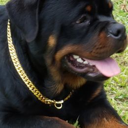Rottweilers from Vom Haus Jonas Rottweilers