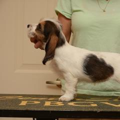 Petit Basset Griffon Vendéen Puppies from Patti Whitlock