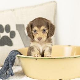 Chocolate and cream - Chocolate and cream male Dachshund puppy in Seminary, Mississippi from Down South Mavericks Dachshunds