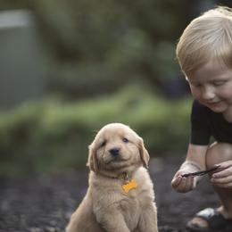 Golden Retrievers from Monroe Golden Retrievers