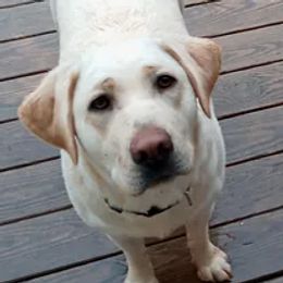 Gigi - Labrador Retriever