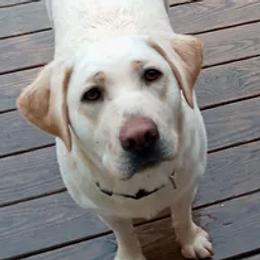 Gigi - Labrador Retriever