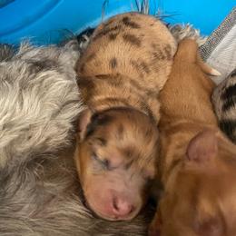 Guinness - Dapple male Dachshund puppy in Trenton, Florida from Tweenie Weenie Dachshunds