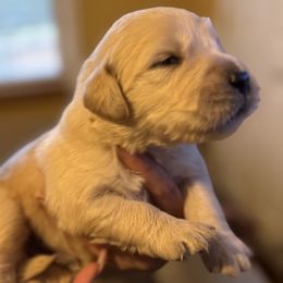Diego - Light golden male Golden Retriever puppy in Warrenton, Virginia from Four Lochs LLC