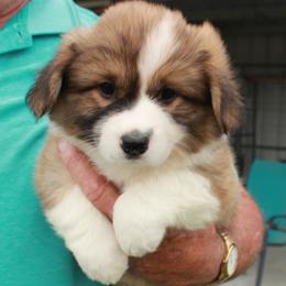 Diamond - White Collar Female - Sable female Pembroke Welsh Corgi puppy in Victoria, Texas from Clear Creek Corgis