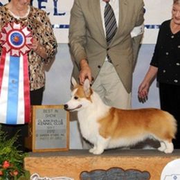 Pembroke Welsh Corgis from Cajun Creek