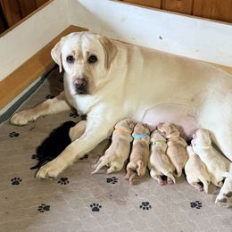 Make 4 - Yellow male Labrador Retriever puppy in Hoosick Falls, New York from Findaway Labradors