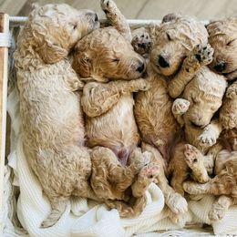 Poodles from Coriander Farms