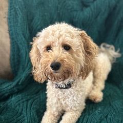Nala - Double Doodle