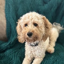 Nala - Double Doodle
