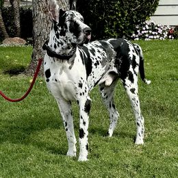Bubba - Great Dane