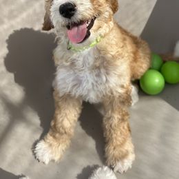 Goldendoodle Puppies from Sunset Goldendoodles 863