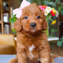 Minnow - Red  female Goldendoodle puppy in Salado, Texas from Red Ranch Dogs