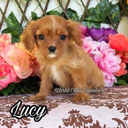 Lucy - Ruby female Cavalier King Charles Spaniel puppy in Hollywood, Florida from World Class Cavaliers
