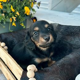 Hershey - Black and tan female Dachshund puppy in Benson, Arizona from Six Shooter Minis