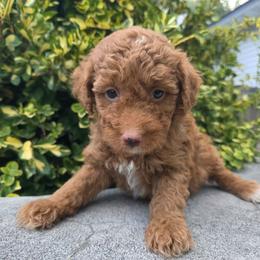 Jasper - Red male Bernedoodle puppy in Blackfoot, Idaho from Draper Mountain Doodles