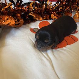 Kolton - Black and tan male Cavalier King Charles Spaniel puppy in Sacramento, California from Point of Grace Cavaliers