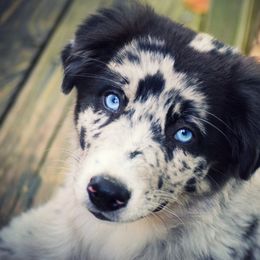 Australian Shepherd Puppies from Amazing Aussies