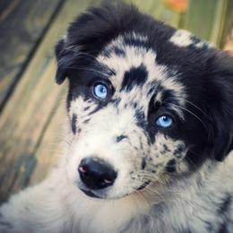 Australian Shepherd Puppies from Amazing Aussies
