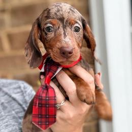 Sprüngli - Dapple male Dachshund puppy in Marion, Ohio from Doodles & Doxies