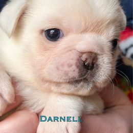 Boy 3 'Darnell' - Cream male Pug puppy in Morgantown, West Virginia from Groovy Pugs