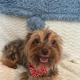 GoGo - Yorkshire Terrier