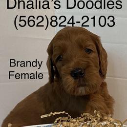 Goldendoodle Puppies from Dhalia’s Doodles