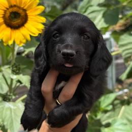 Honey (AKC solid black) - Black female Dachshund puppy in Waddell, Arizona from Neu Doxies