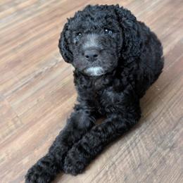 Bellatrix - Black female Sheepadoodle puppy in Austin, Texas from Darling Doodles