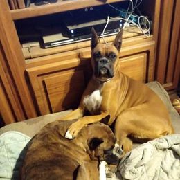 Cinnimon - Boxer