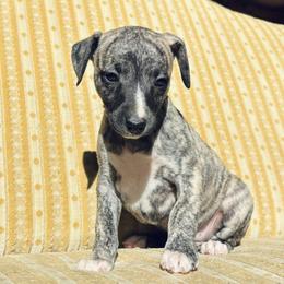 Helen - Fawn brindle female Whippet puppy in Kingston, Tennessee from Smithfield Park