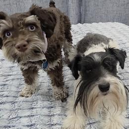Miniature Schnauzer puppies from Western Slope Labradoodles and Mini Schnauzers