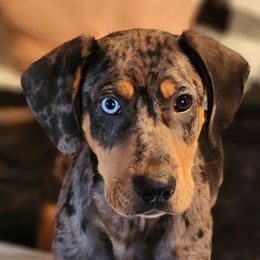 Boy 1 - Blue merle Catahoula Leopard Dog puppy in Kentucky from Bluegrass Catahoulas