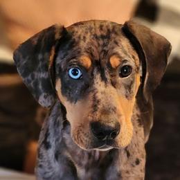 Boy 1 - Blue merle Catahoula Leopard Dog puppy in Kentucky from Bluegrass Catahoulas