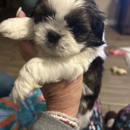 Maverick - Tricolor male Shih Tzu puppy in New Port Richey, Florida from Stanford's Shih Tzus
