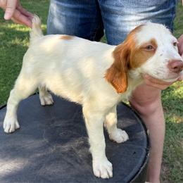 Winchester - White and orange male Brittany puppy in Stillwater, Oklahoma from Kennel de Fowler