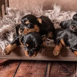 Yorkshire Terriers from New Holland Yorkie Farm