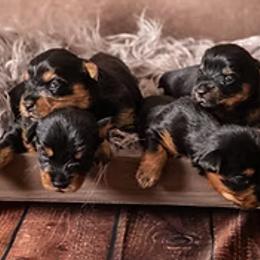 Yorkshire Terriers from New Holland Yorkie Farm