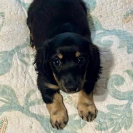 Emery - Black and cream female Dachshund puppy in Lakeland, Florida from Ruthie’s Rich Mini Dachshunds