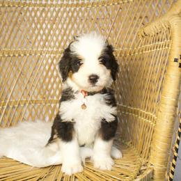 Red Male - Tri-color male Bernedoodle puppy in Belgreen, Alabama from Scott’s Farm Poodles and Doodles