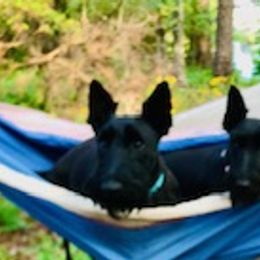 Albert - Scottish Terrier