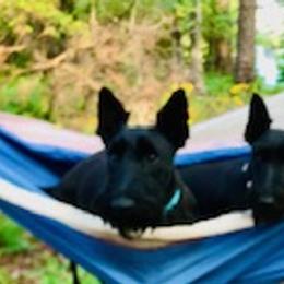 Albert - Scottish Terrier