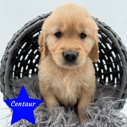 Centaur - Golden male Golden Retriever puppy in Cadillac, Michigan from K & M Golden Retrievers