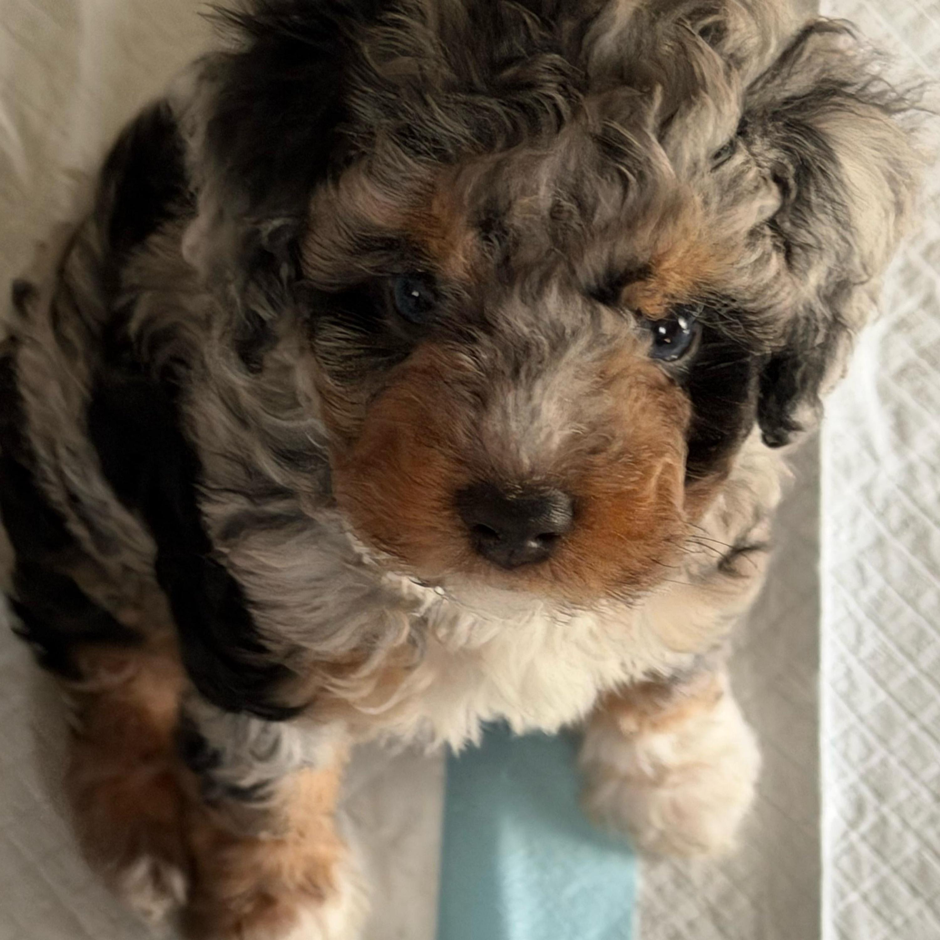 Girl 2 (grape) - Blue merle female Aussiedoodle puppy in Paradise, Texas from Diamond Z Poodles & Doodles
