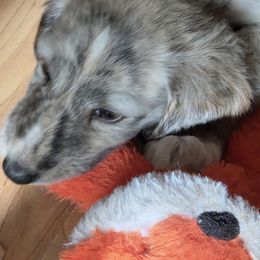 Blaze - Blue and cream female Afghan Hound puppy in Watsonville, California from Summerbrook Afghans