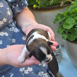 Boy 1 - Brindle and white male Shihpoo puppy in Eldon, Missouri from B&B Designer Shihpoo’s