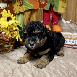 Midnight - Phantom male Poodle puppy in Mabelvale, Arkansas from Durham's Designer Poos