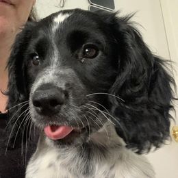 English Cocker Spaniels from Serendipity English Field Cockers