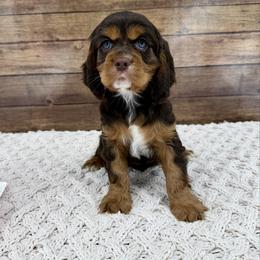 Brownie - Black and tan male Companion Cross puppy in Beresford, South Dakota from DAKOTA DOOD RANCH